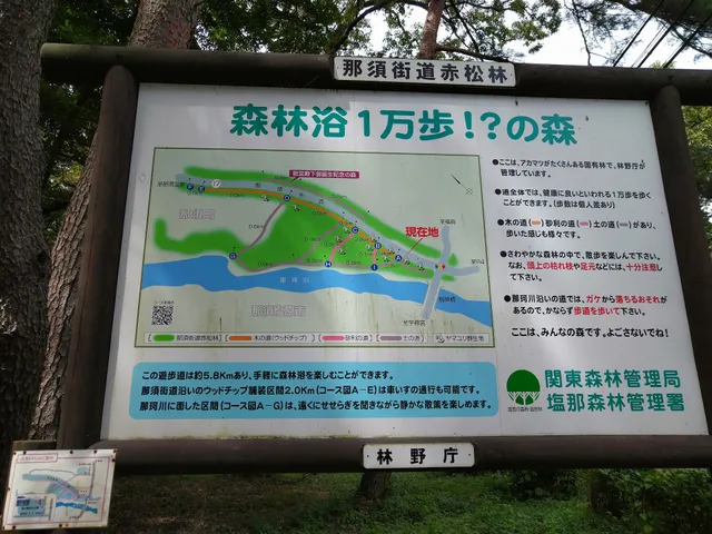 10,000 Steps Forest Forest Bathing Course