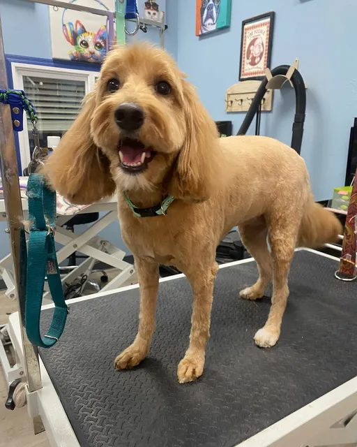 Paws with Claws Pet Spa & Resort