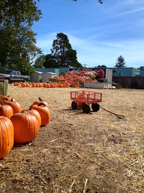 Sunnyside Produce Pumpkin Patch