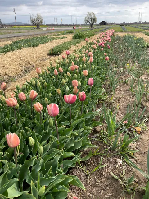 HvH Specialty Growers