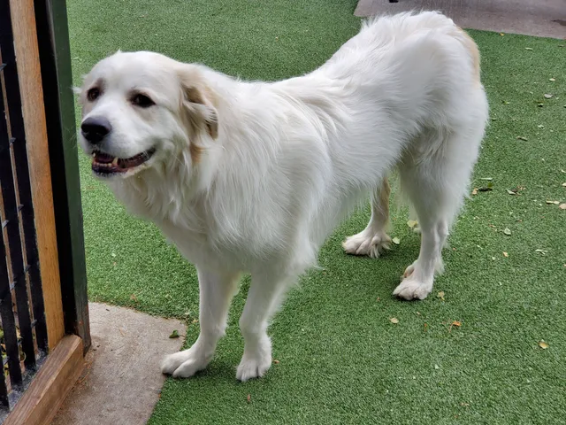 Viaduct Park Dog Park