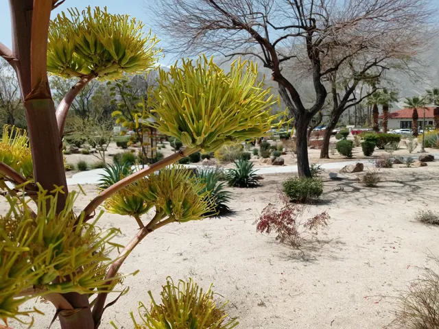 Desert Healthcare (Wellness) Park