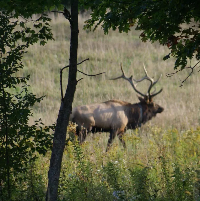 Dents Run Elk Viewing Area
