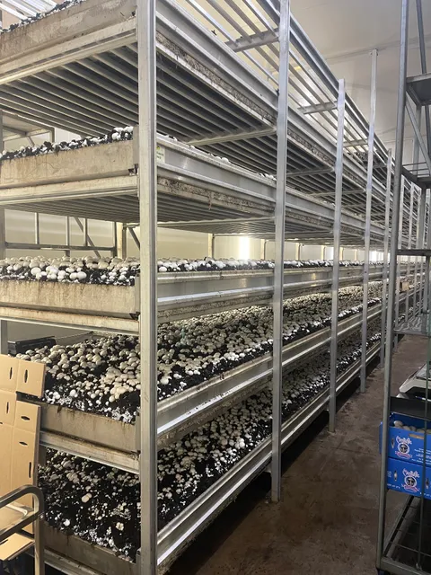 Gum Tree Pies Bright