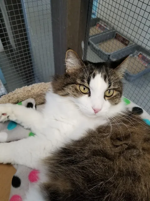 Blue Bell Foundation For Cats