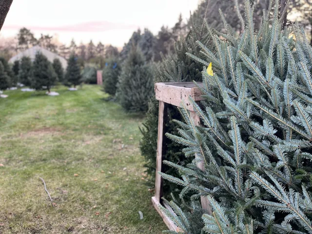 Gorman Tree Farm