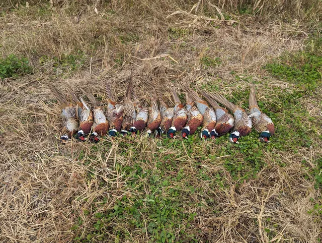 Lower Mahanoy Township