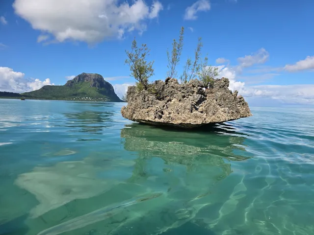 Dolphin Warrior (Dolphin and Whale excursion)