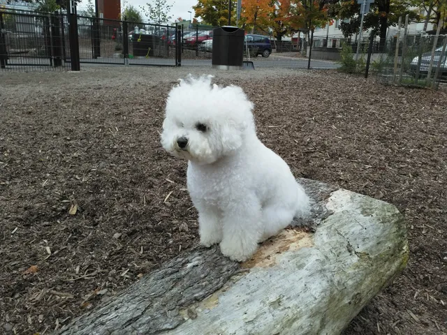 Nokiaparkens hundpark