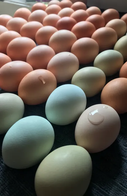 Nallie Pastures Farm