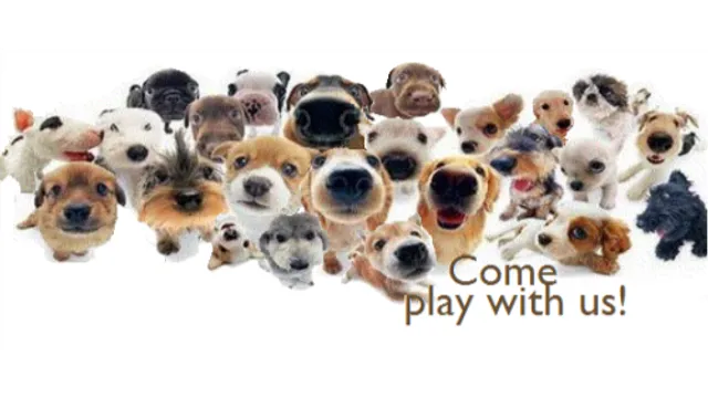 Giggly Dogs Small Dog Daycare & Boarding