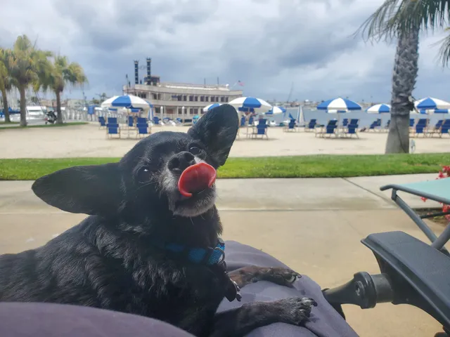 Pawtriotic Dog Spaw LLC