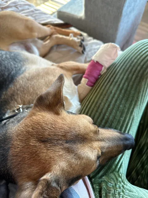 Rancho Village Veterinary Hospital