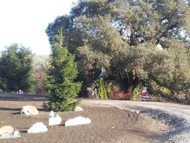 Bourdet's Christmas Trees