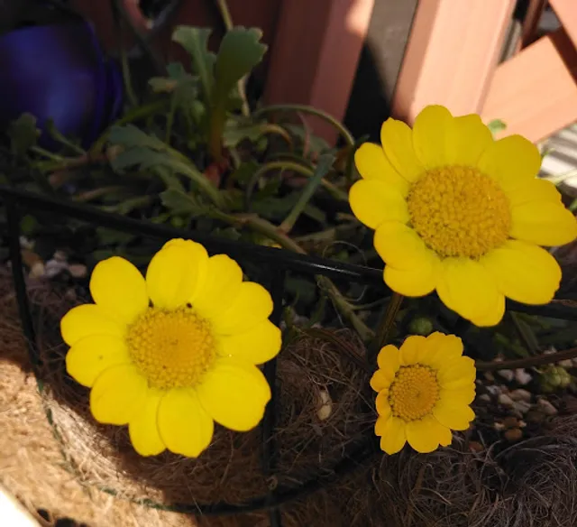 エルミナカフェ