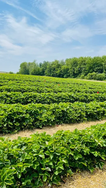 Scherer's U-Pick Strawberries