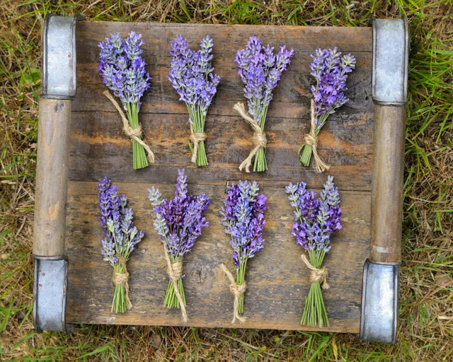 Cape Cod Lavender Farm