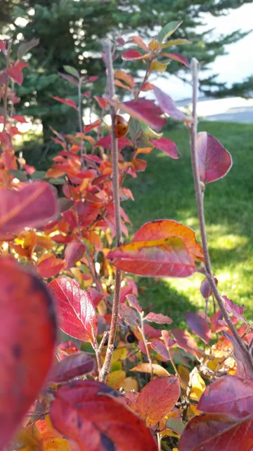 Crowfoot NWLL Baseball Park