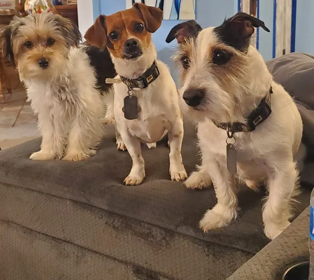 Pawsitively Natural Puppy Treats