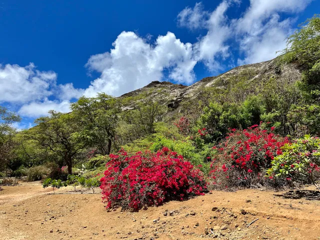 Koko crater botanical garden parking