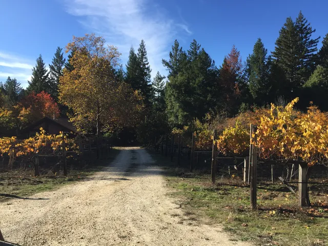 Mc Henry Vineyard