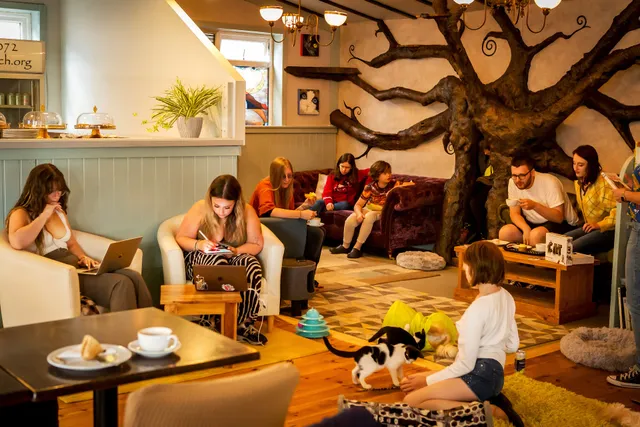 The Cat House - Norwich