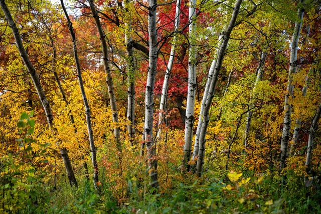 Oakdale Discovery Center