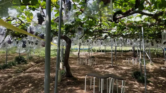 Yagikankono Orchards