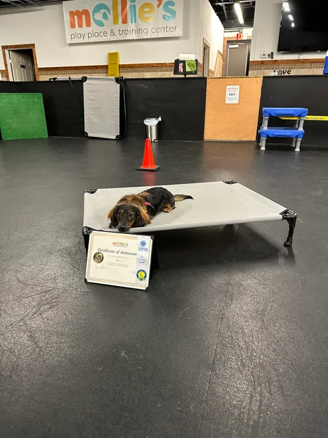 Mollie’s Dog Place