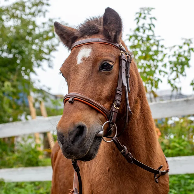 Horse-racing club Golden Horseshoe