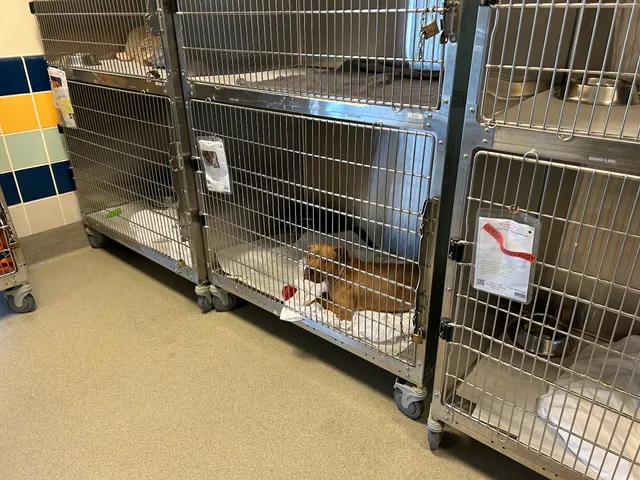 Miami-Dade Animal Services Pet Adoption & Protection Center