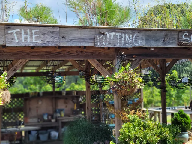 Petals From the Past