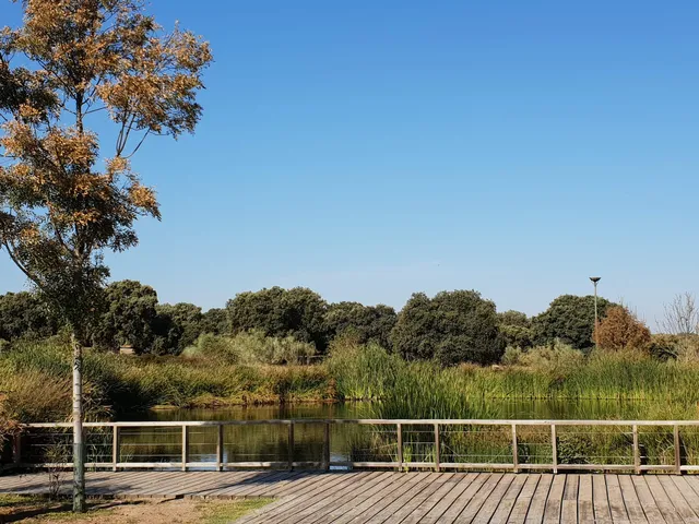 Bosque de la Ciudad Financiera