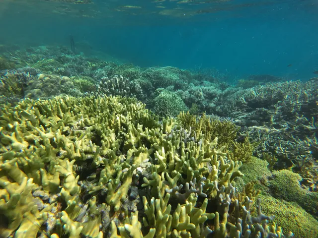 Lusong Coral Garden