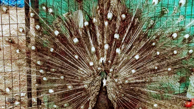 The Strutting Peacock Texas Ranch