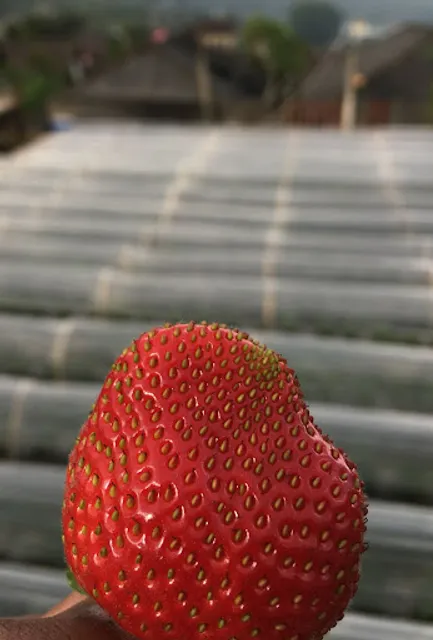 Jero Desa PokadoFarm