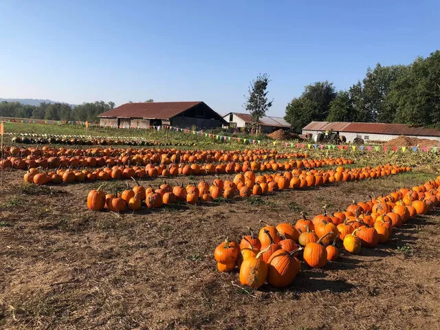 Peters Pumpkin Patch