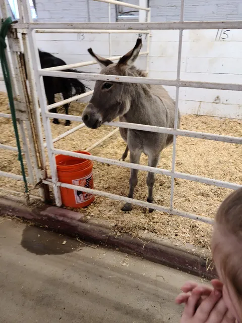 National Cattle Congress