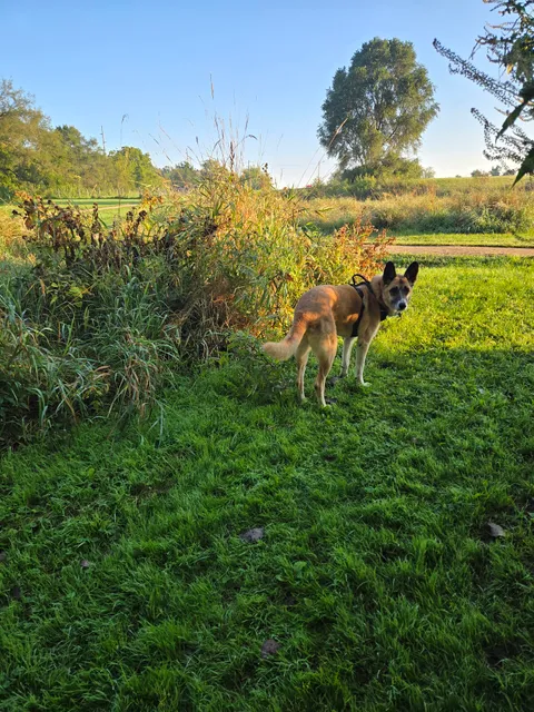 Sun Prairie Dog Park
