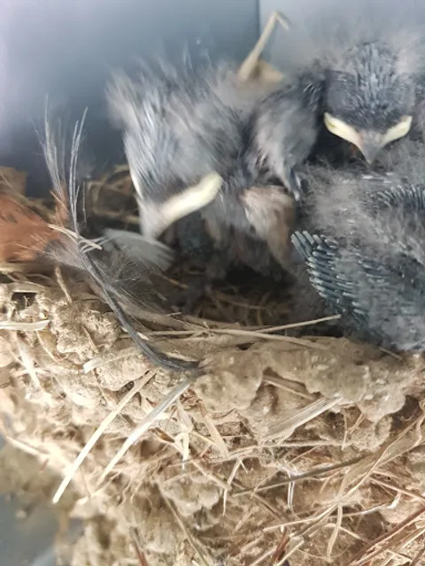 원조춘천닭갈비