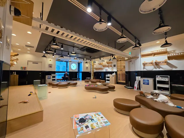 ぶさかわcafe 京都河原町店