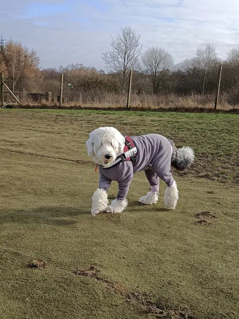 Run Free Dog Fields - Bargeddie