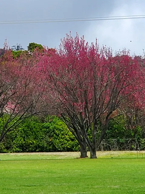 Waimea Cherry Blossom Heritage Festival