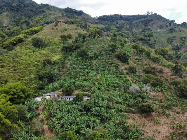 Finca La Alsacia Buenavista