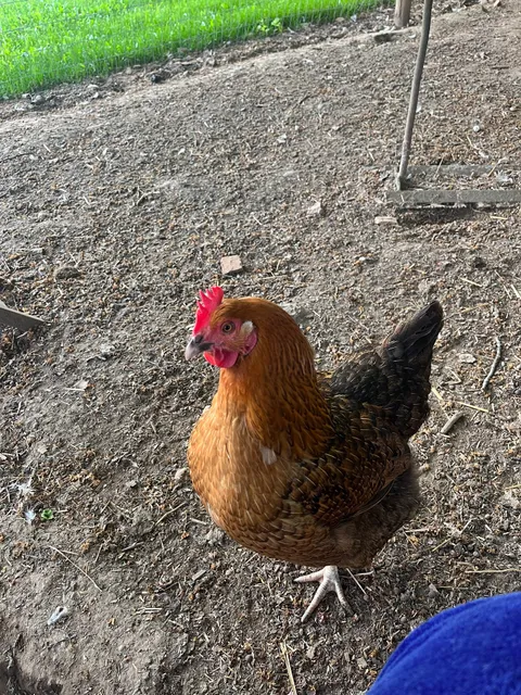 Plan B LLC / Old Hickory Sheds