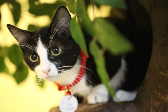 The Charming Cat Corner