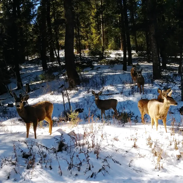 The Cabin in Evergreen