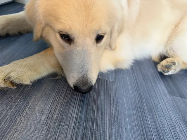 大型犬ふれあいカフェもふちる東京港区店