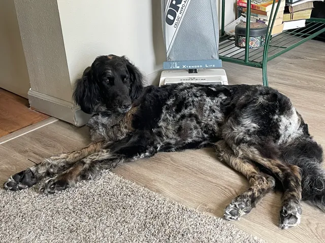 Mad-Dog Tail Waggers