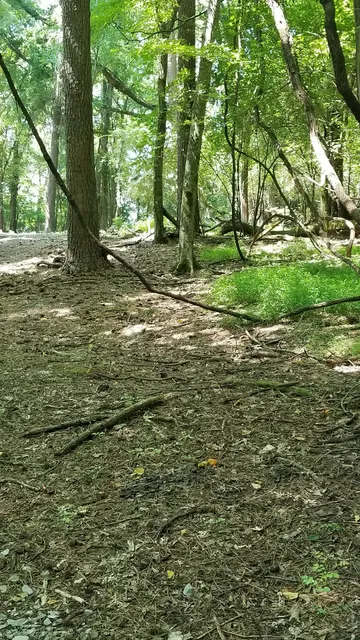 Joe Wheeler Disc Golf Course